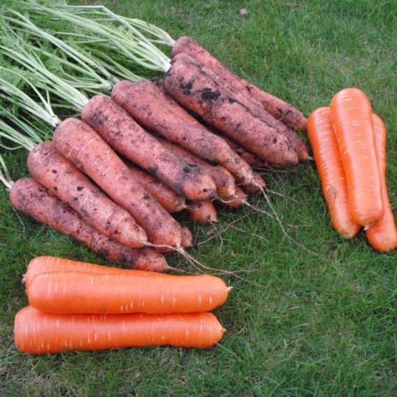 Carrot 'Maestro' F1 - Seeds