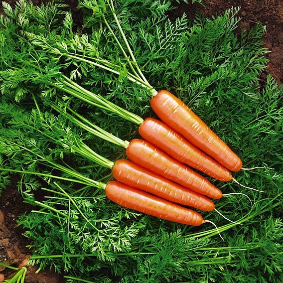 Carrot 'Mercurio' F1 - Seeds