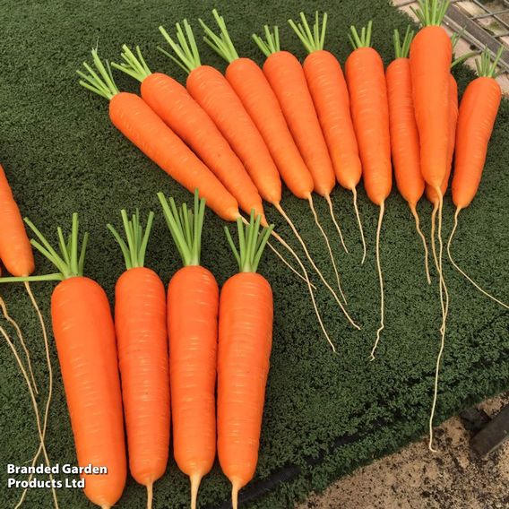 Carrot 'Octavo' F1 - Seeds