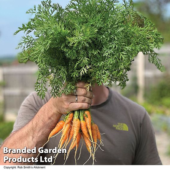 Carrot 'Burpees Short N Sweet' - Seeds