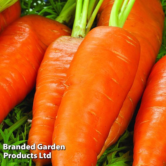 Carrot 'Burpees Short N Sweet' - Seeds