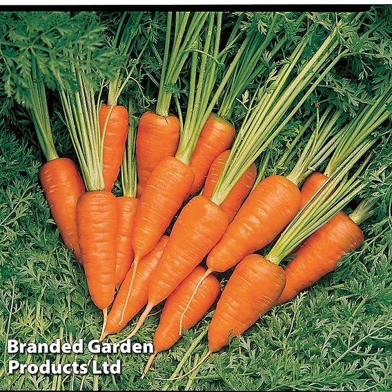 Carrot 'Burpees Short N Sweet' - Seeds