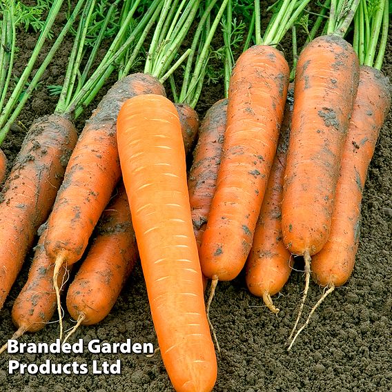 Carrot 'Volcano' F1 (Late Maincrop) - Seeds