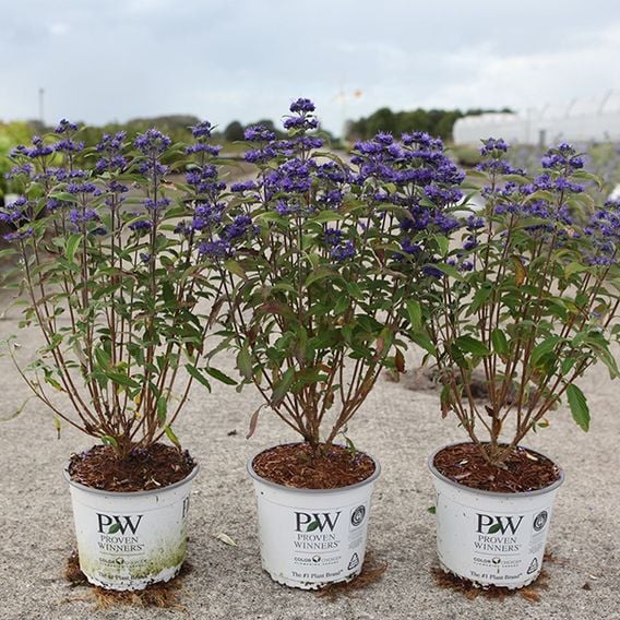 Caryopteris x clandonensis 'Beyond Midnight'