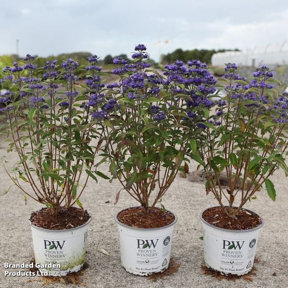 Caryopteris x clandonensis 'Beyond Midnight'