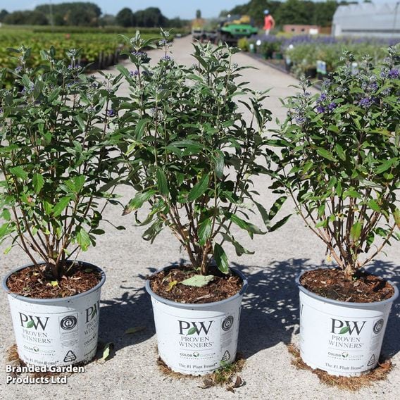 Caryopteris x clandonensis 'Beyond Midnight'
