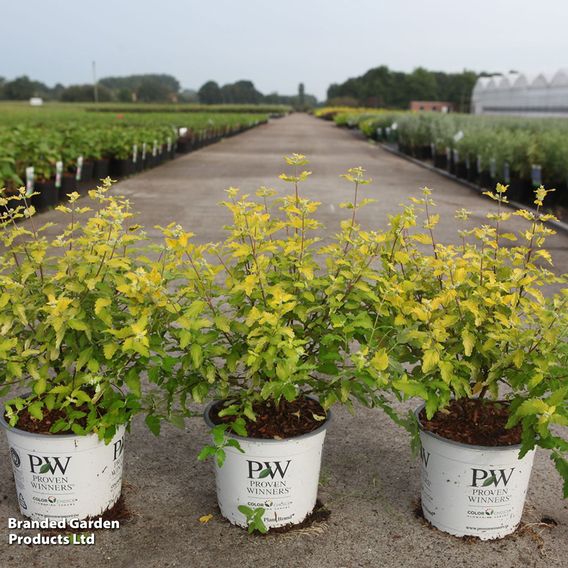 Caryopteris incana 'Sunny Blue'