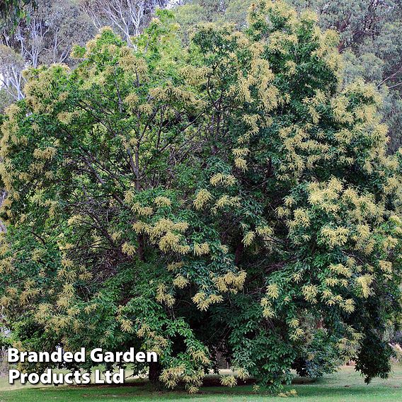 Sweet Chestnut (Hedging)