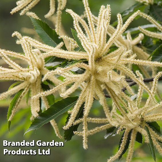 Sweet Chestnut (Hedging)