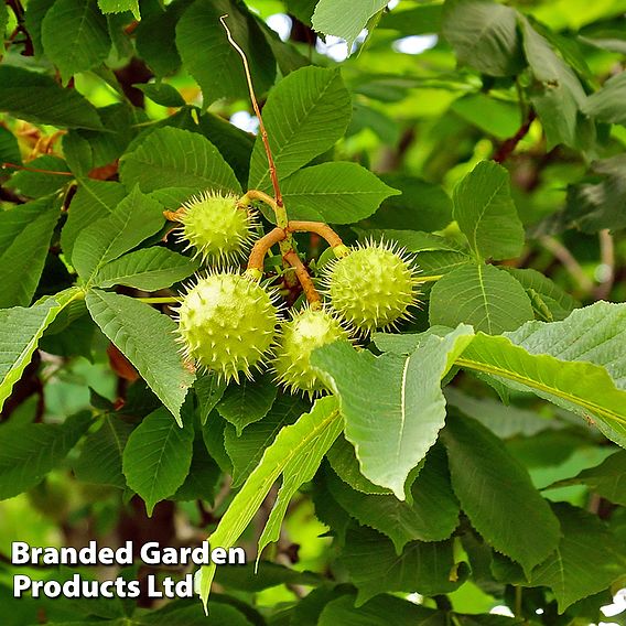 Sweet Chestnut (Hedging)