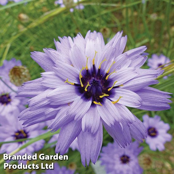 Catananche caerulea