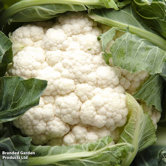 Cauliflower 'Alston'