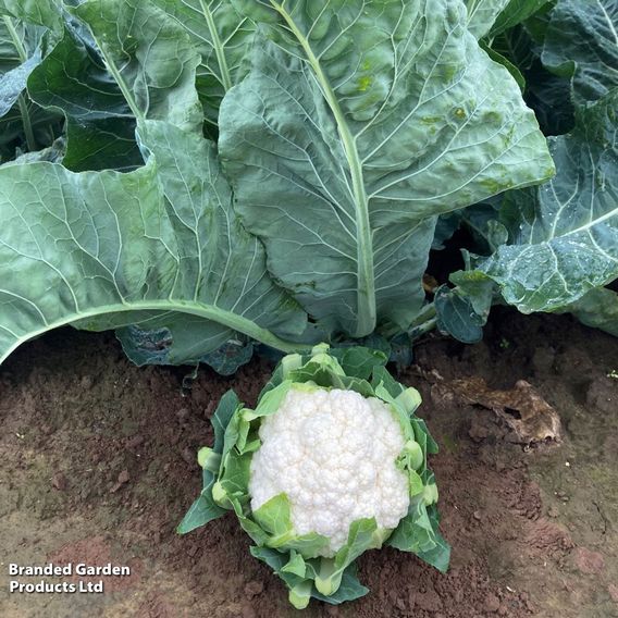 Cauliflower 'Britex' F1 - Seeds