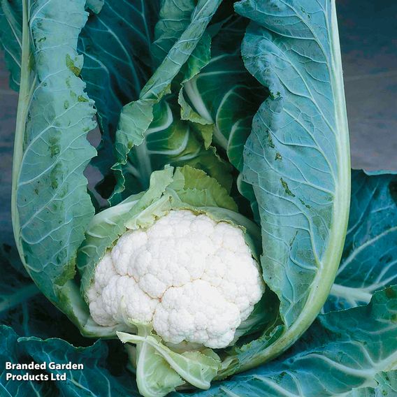 Cauliflower 'Clapton' F1 - Seeds