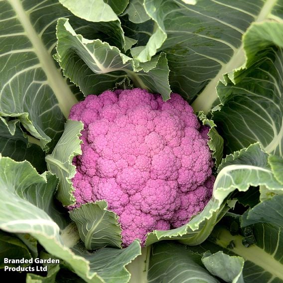 Cauliflower Colour Trio