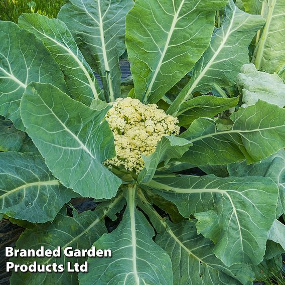 Cauliflower 'Fioretto 75' - Seeds