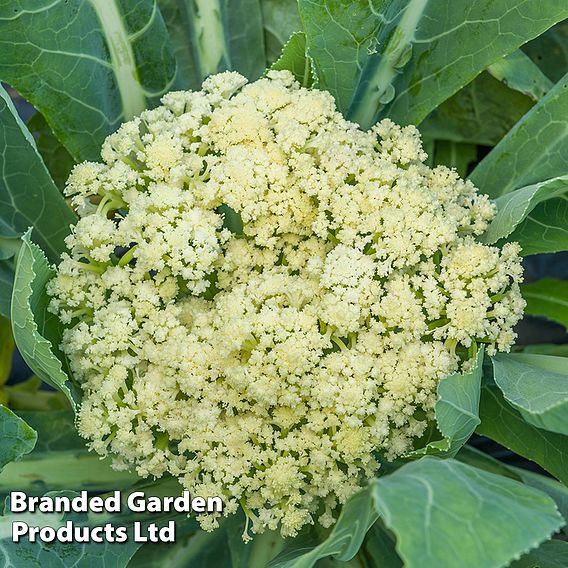 Cauliflower 'Fioretto 75' - Seeds