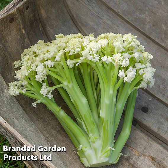 Cauliflower 'Fioretto 75' - Seeds
