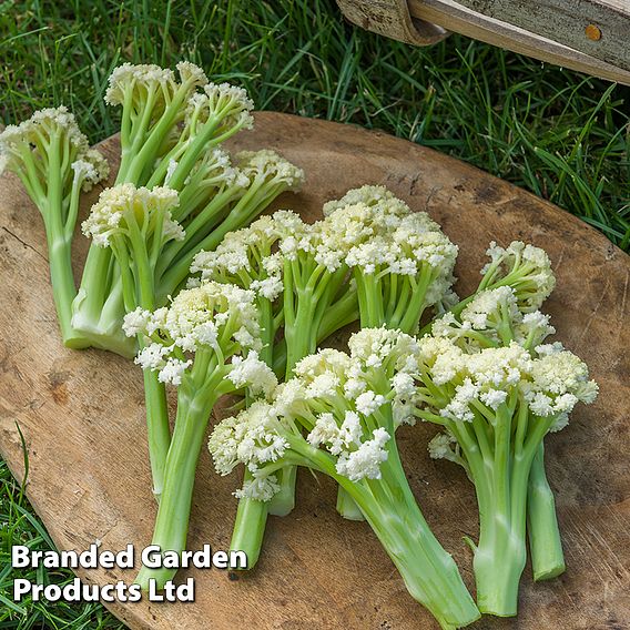 Cauliflower 'Fioretto 75' - Seeds