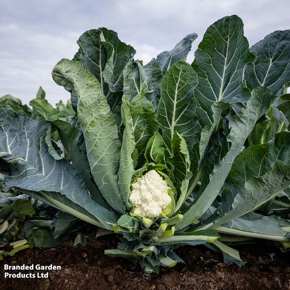 Cauliflower 'Cartesio' F1 - Seeds