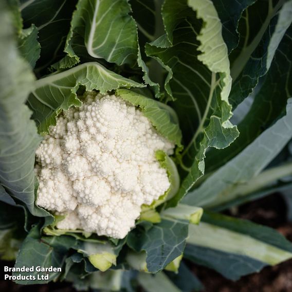 Cauliflower 'Cartesio' F1 - Seeds
