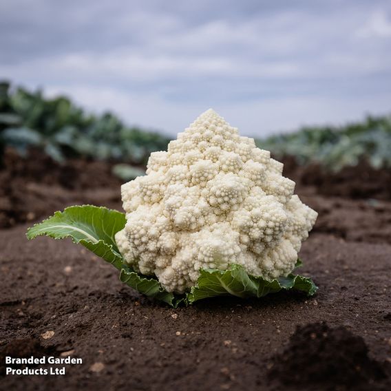 Cauliflower 'Cartesio' F1 - Seeds