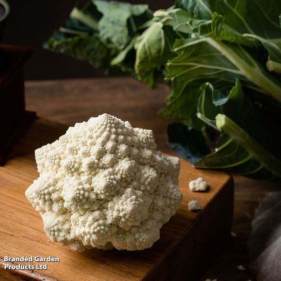 Cauliflower 'Cartesio' F1 - Seeds
