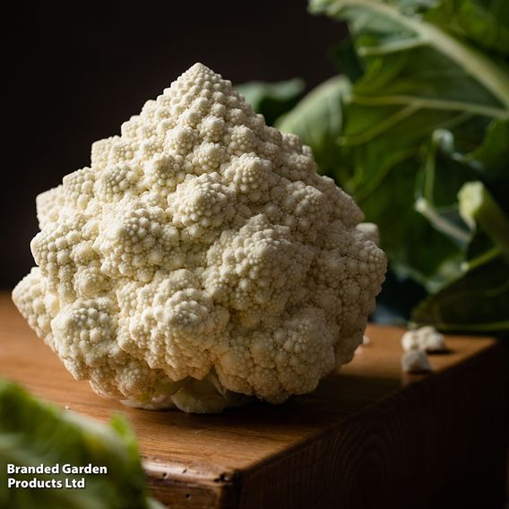 Cauliflower 'Cartesio' F1 - Seeds