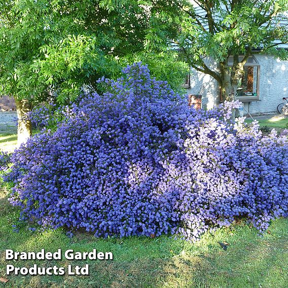 Ceanothus 'Blue Sapphire'