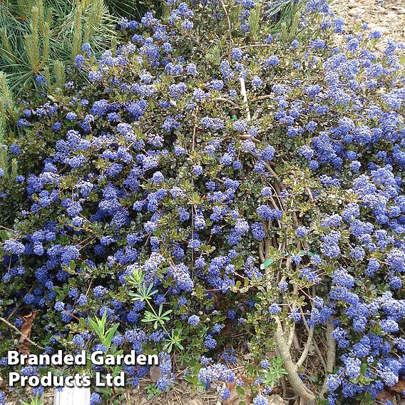 Ceanothus 'Blue Sapphire'