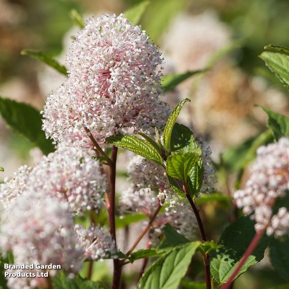 Ceanothus x pallidus 'Marie Simon'