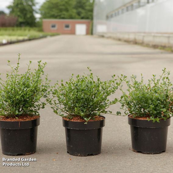 Ceanothus impressus 'Victoria'