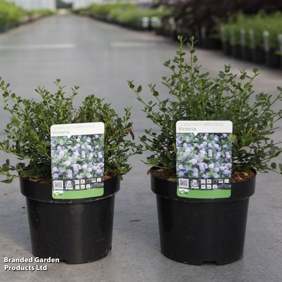 Ceanothus impressus 'Victoria'