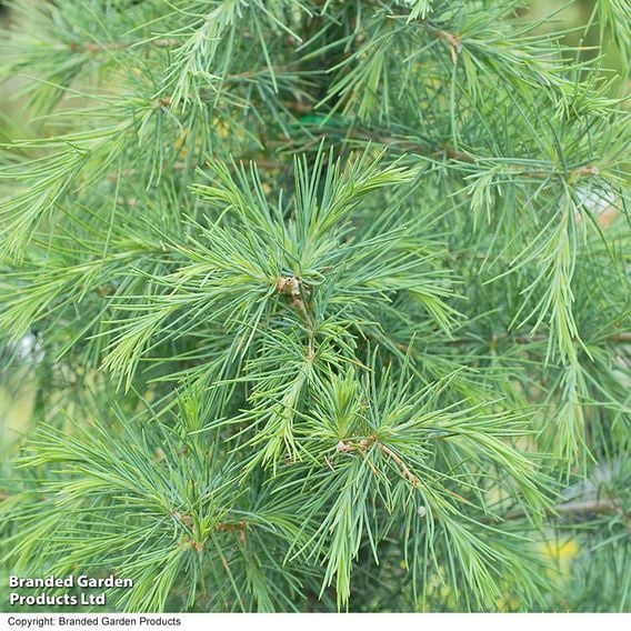 Cedrus deodara