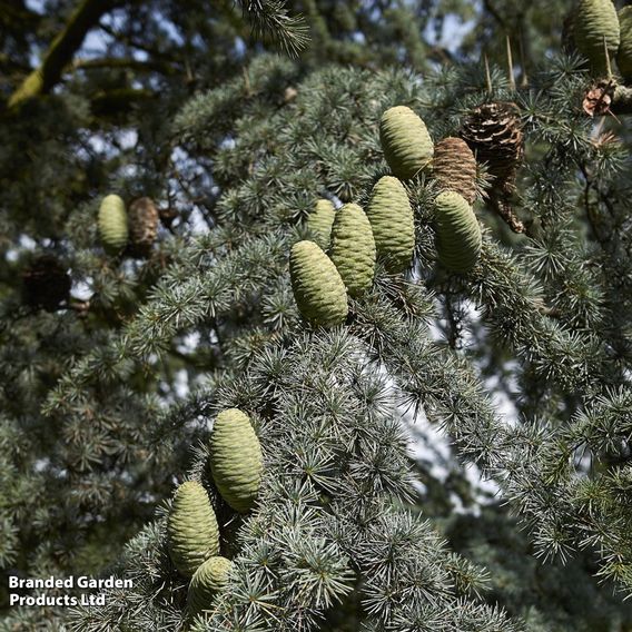 Cedrus libani
