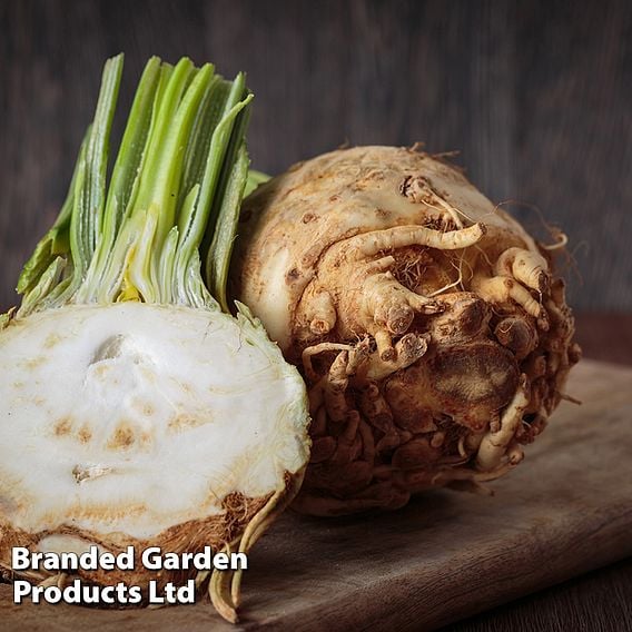 Celeriac 'Mars' - Organic Seeds