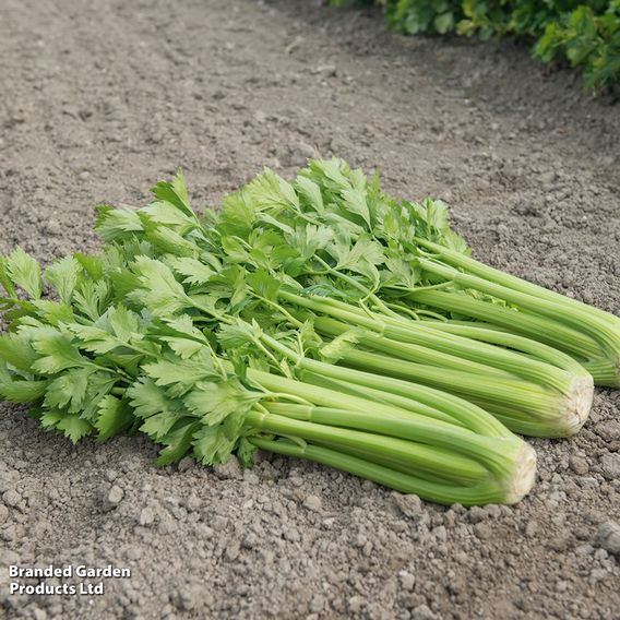 Celery 'Tango' - Organic Seeds