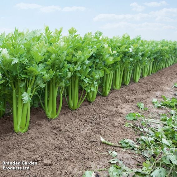 Celery 'Tango' - Organic Seeds