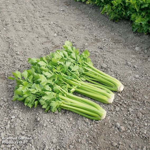 Celery 'Tango' - Organic Seeds