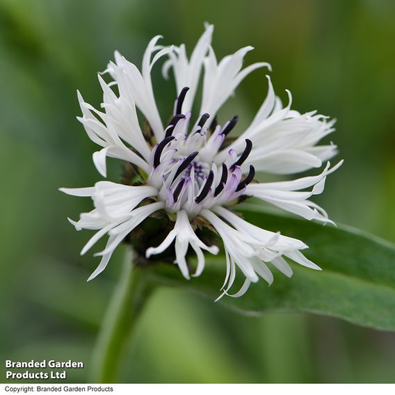 Centaurea montana 'Amethyst In Snow'