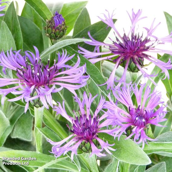 Centaurea montana 'Amethyst In Snow'