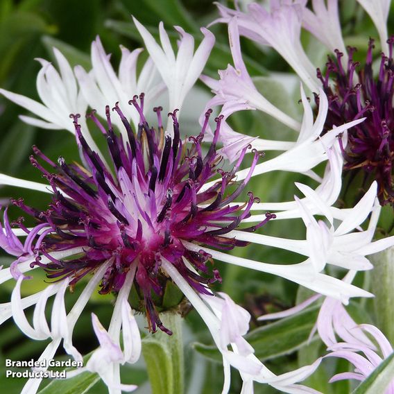 Centaurea montana 'Amethyst In Snow'