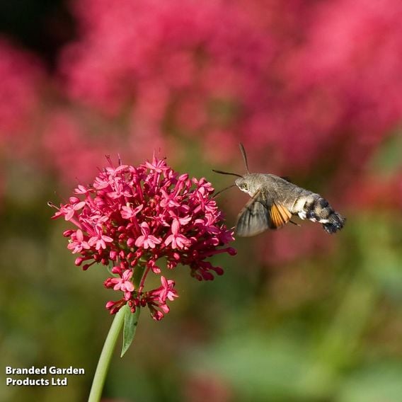 Centranthus ruber