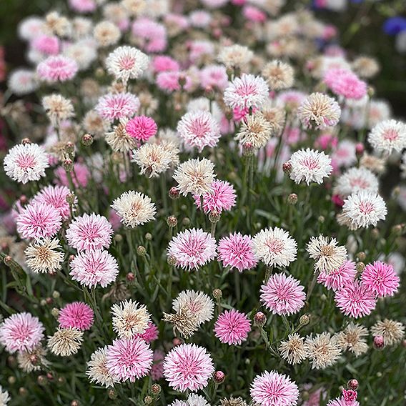 Cornflower 'Tom Pouce Pink' - Seeds