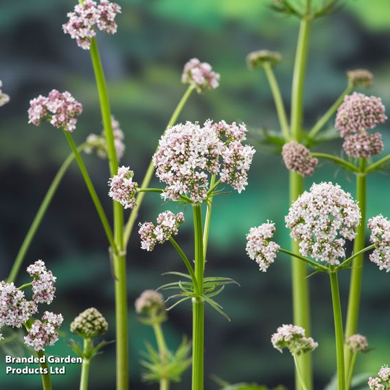 Valeriana officinalis (Marginal Aquatic)