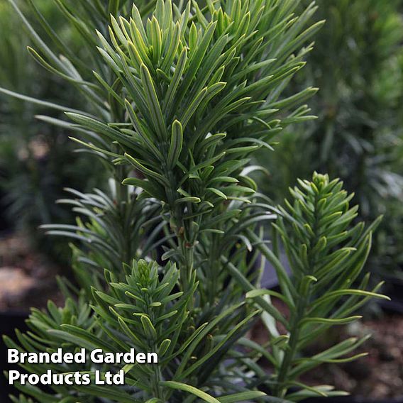 Cephalotaxus harringtonia 'Fastigiata'