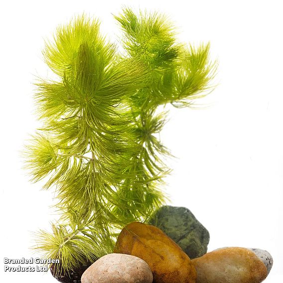 Ceratophyllum demersum (Oxygenating Aquatic)