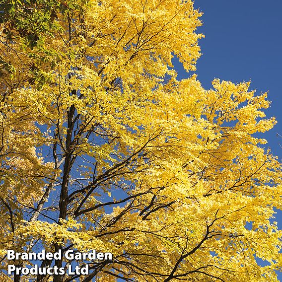 Cercidiphyllum japonicum
