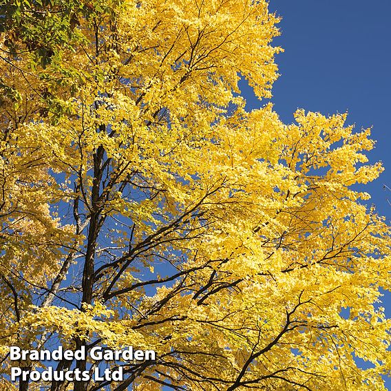 Cercidiphyllum Japonicum