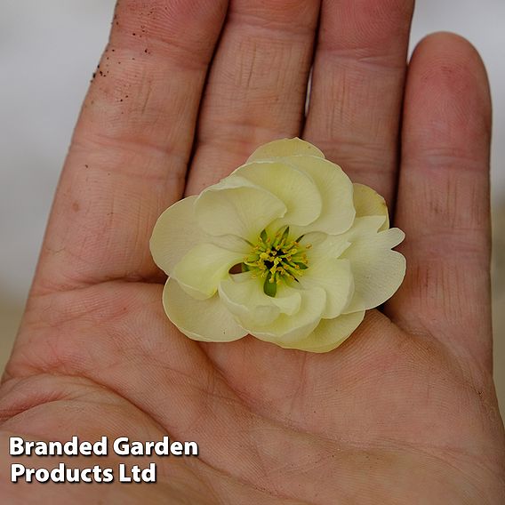 Chaenomeles speciosa 'Lemon Sorbet'